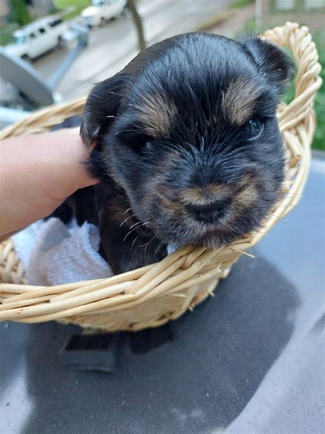 yorkshire terrier for sale wisconsin|yorkie puppies for sale milwaukee.